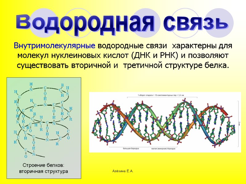 Алёхина Е.А. Водородная связь Внутримолекулярные водородные связи  характерны для молекул нуклеиновых кислот (ДНК